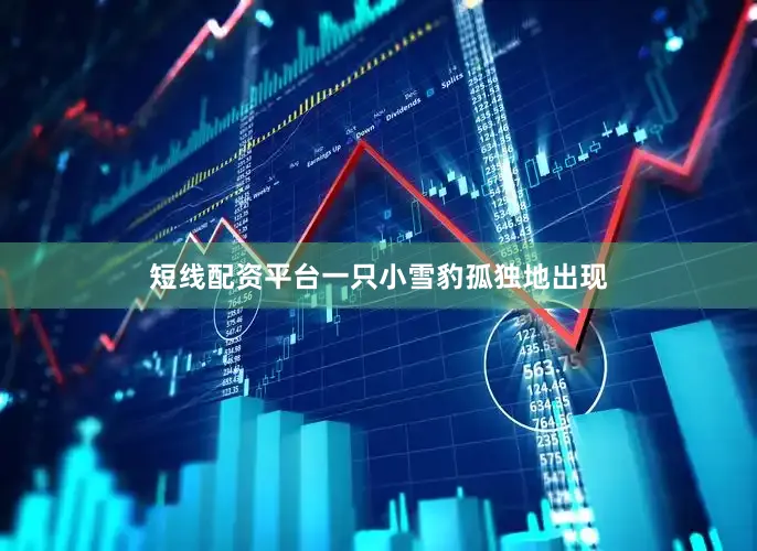 短线配资平台一只小雪豹孤独地出现